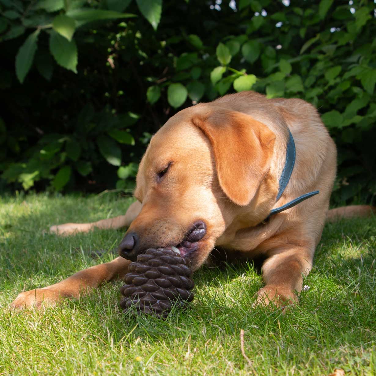 Örva Tuff Stuff Play and Chew Pine Cone