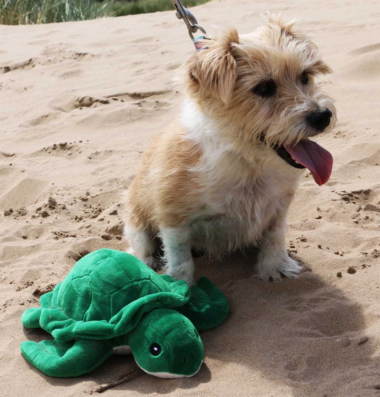 Plush Squeeky Turtle Dog Toy