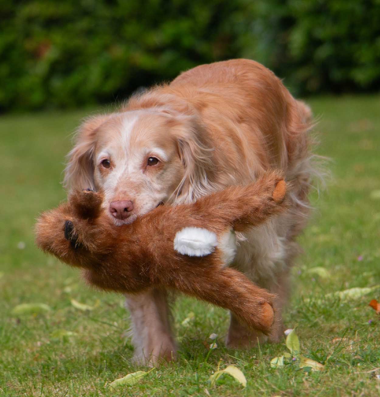 Plush Squeeky Hare Dog Toy