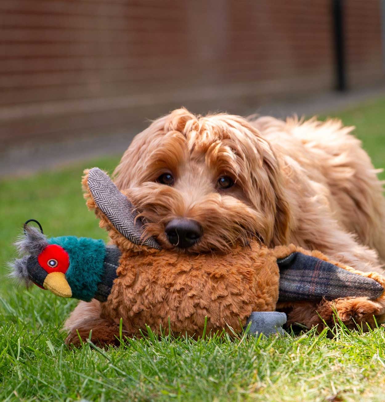 Plushy Squeeky Pheasant Dog Toy