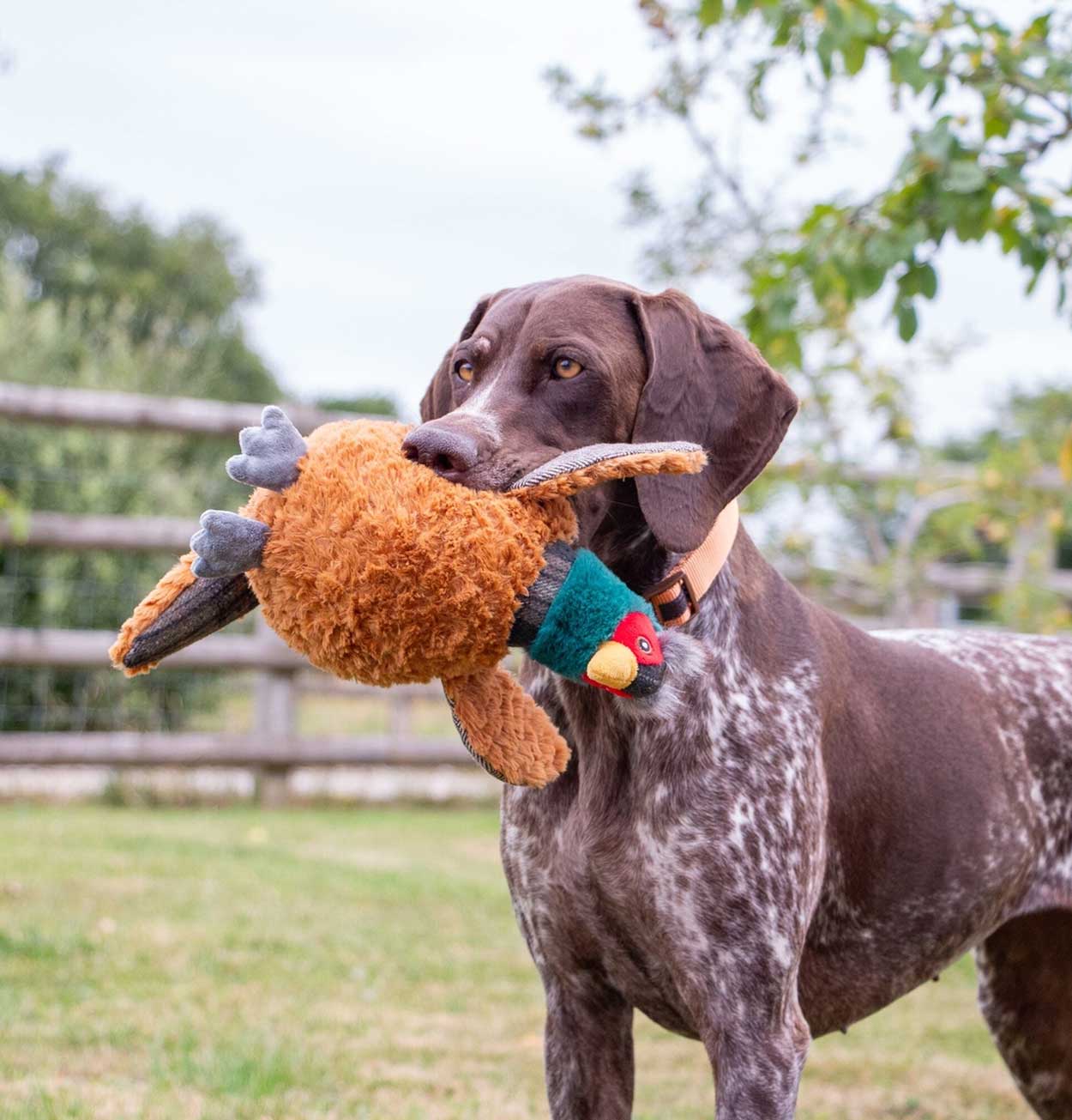 Plushy Squeeky Pheasant Dog Toy