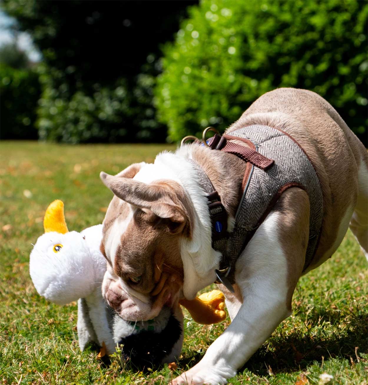Plush Squeeky Seagull Dog Toy