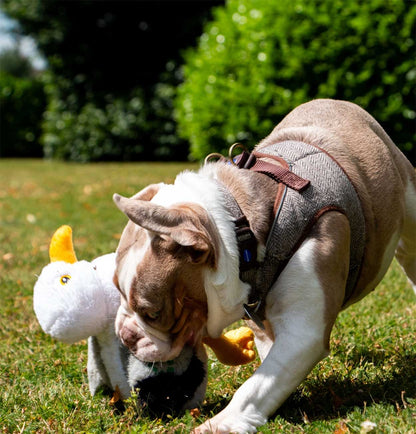 Plush Squeeky Seagull Dog Toy