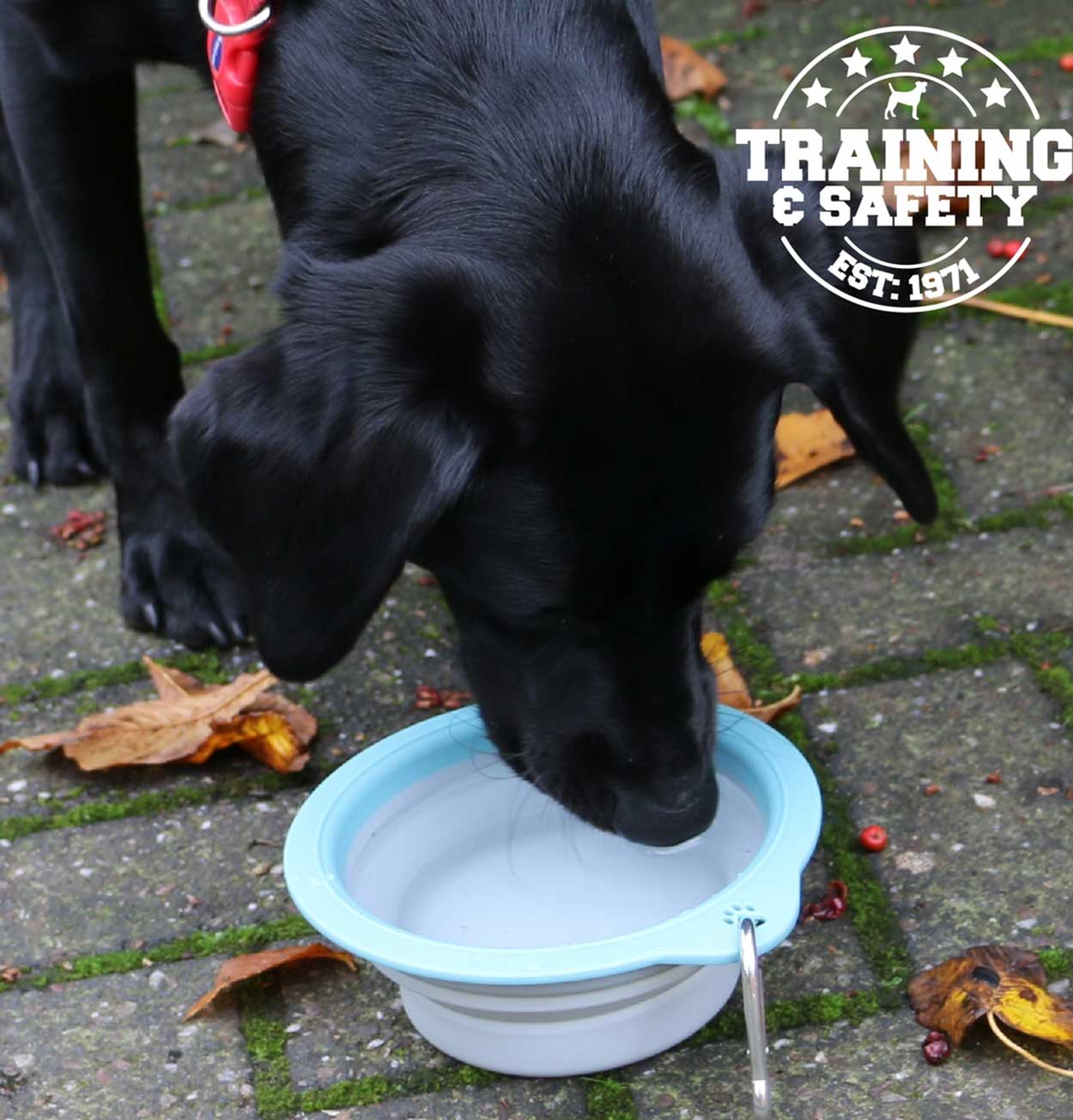 Collapsible Dog Travel Bowl
